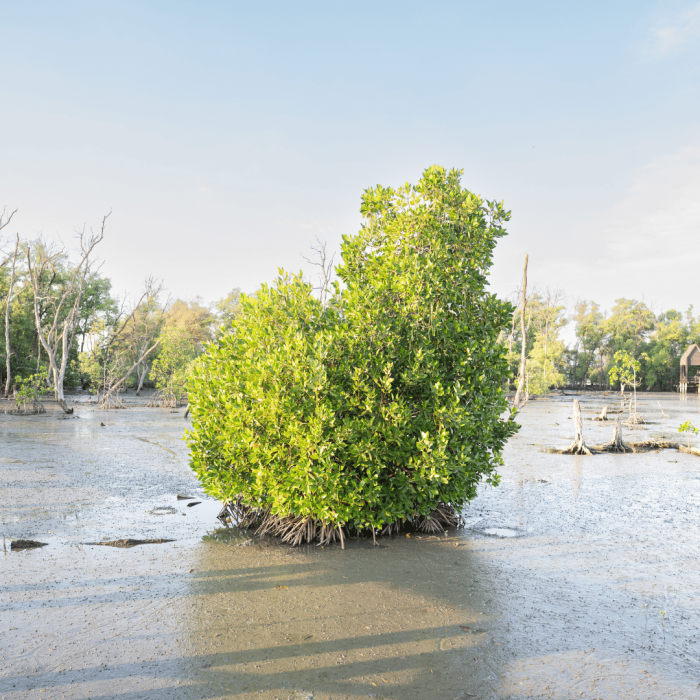 Combining nature-based solutions and behaviour change for planetary health